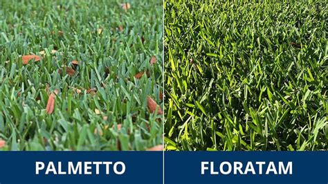 Identifying Floratam: A Guide To St. Augustine Grass.